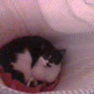 Meet your Posher, Rose